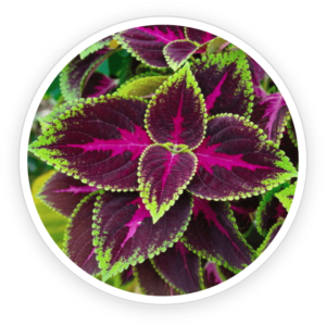 Coleus Forskohlii Extract